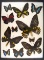 Frame of Ornithoptera troides hypolitus, rothschildia, Prepona sp., Agrias, sp. US SHIPPING ONLY!