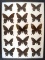 12 x 16 frame of Papilio asterias - Black Swallowtail females.