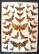 12 x 16 frame of North American sphinx or hawk moths - 30 specimens.
