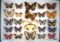 12 x 16 frame of 25 assorted tropical butterflies pinned in the showcase.