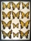 12 x 16 frame of Papilio multicaudata, Papilio canadensis and Papilio rutulus.