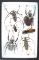 12 x 8 frame of 2 large Goliath beetles and 4 Longhorn beetles.