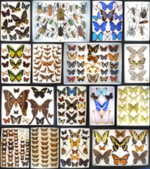 Lepidoptera (Butterfly) & Entomology Auction