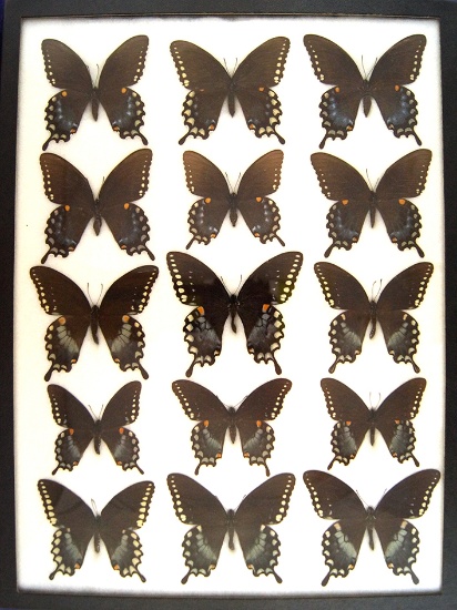 12 x 16 frame of Papilio troilus - Green Clouded Swallowtail.