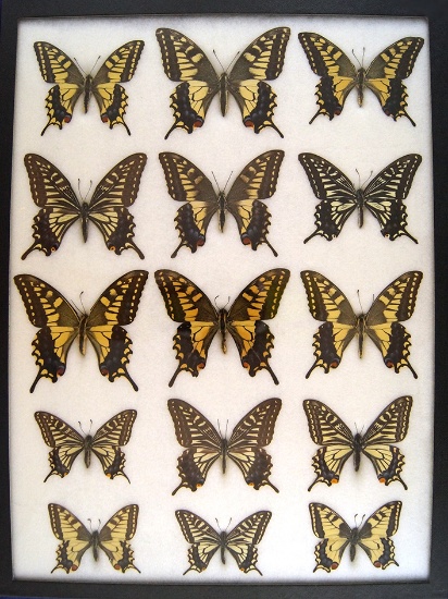 12 x 16 frame of Papilio Xuthus & its relatives from Japan, China, and Hawaii.