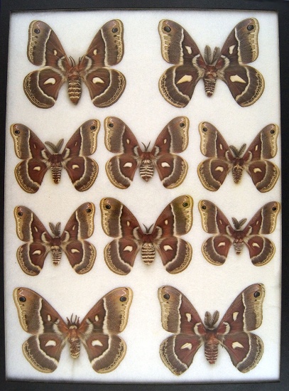 12 x 16 frame of Hyalophoro gloveri & gloveri hybrids, Ferguson from the 1940's.