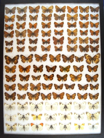 12 x 16 frame of Lycaenidae - Coppers, row 6-5 gynandromorph; pearl crescents & pieridae.