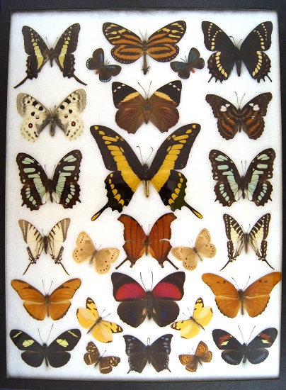12 x 16 frame of 26 tropical species of high quality, papilio, agrias and heliconidae.