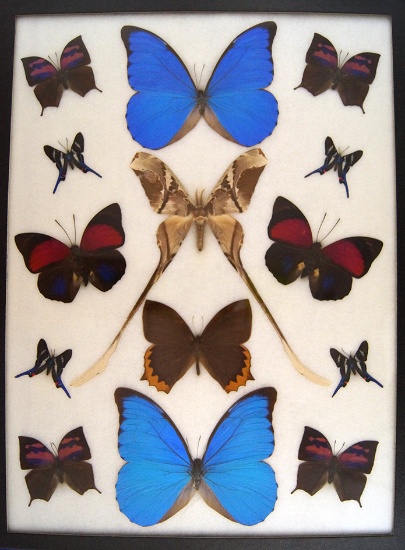 12 x 16 frame of Copiiopteryx semiramis surrounded by 2 motphos and top shelf lepidoptera.