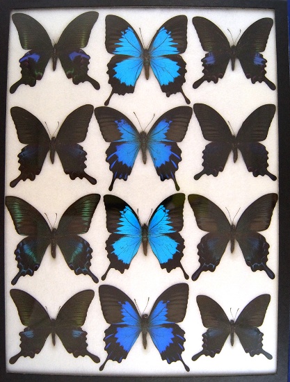 12 x 16 frame - Amazing Selection of Gloss Swallowtails! S.E. Asia.