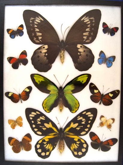 12 x 16 frame of Ornithoptera victoriae M&F, and 10 misc. tropical sp.  CAN ONLY SHIP IN U.S.