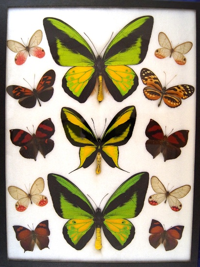 12 x 16 frame of 2 Ornithoptera goliath, Ornithoptera paradesia, and 10 misc. U.S. SHIPPING ONLY!