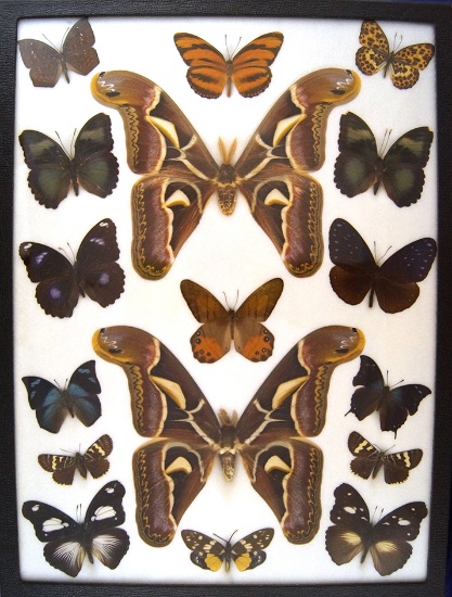 12 x 16 frame of  Attacus edwardsi pair from India surrounded by 15 misc. species.