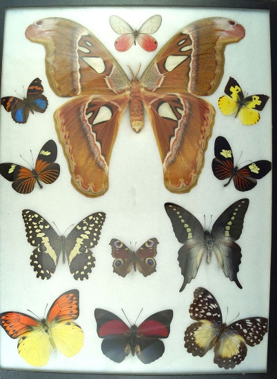 12 x 16 frame of Teinopalpus imperialus & Attacus atlas, Agrias sp.