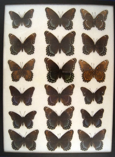 Intergrades! 12 x 16 frame of Red Admiral from the 1930's.  Size not found today.