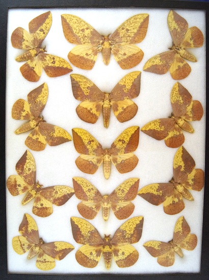 12 x 16 frame of Eacles imperialis 12 dark specimens - scarce varieties.