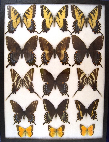 12 x 16 frame of Ohio papilios with intermediate forms of P. glaucus.