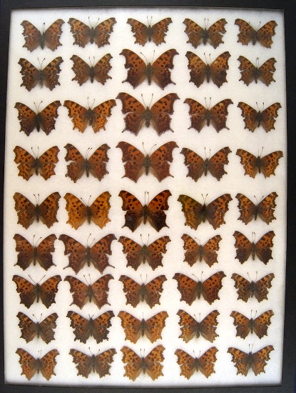 12 x 16 frame of misc species from the 1930's and 1940's.