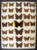 12 x 16 frame of Mourning Cloak, Emperors, Buckeyes, from the 1930's.