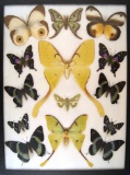 12 x 16 frame of Actias maenas F, Argema mimosae, and Graellsia isabellae. U.S. SHIPPING ONLY