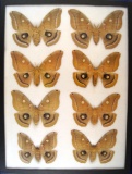 12 x 16 frame of Telea polyphemus large females from the 30's.
