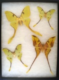 12 x 16 frame of Actias maenas and Argena mimosae - Africa.