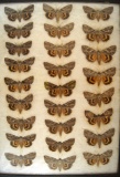 13 x 18 frame of  26 species of Catocala underwing moths.