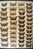 13 x 18 frame of  42 species of Catocala underwing moths.