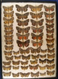 13 x 18 frame of  53 species of Catocala underwing moths.