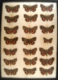 13 x 18 frame of  21 species of Catocala underwing moths.