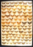 13 x 18 frame of  101 small North American moths.