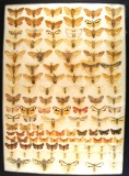 13 x 18 frame of  112 North American moths.