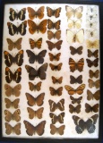 13 x 18 frame of  50 misc. North American butterflies.