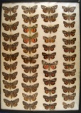 13 x 18 frame of  45 species of Catocala underwing moths.