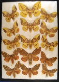13 x 18 frame of  9 Eacles imperialis and 6 Citheronia regalis (Ohio).