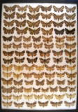 13 x 18 frame of  90 small geometrid moths from North America.