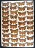 13 x 18 frame of 39 species of Catocala underwing moths.