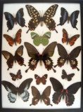 12 x 16 frame of Papilio antenor, P. memnon, P. rumanzovia, P. polymnestor.