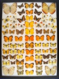 12 x 16 frame of Pieridae - 71 examples Orange tip and others.