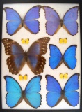 12 x 16 frame of Morphos didius, mestira, and other large morpho species.