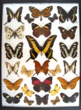 12 x 16 frame of 26 tropical species of high quality, papilio, agrias and heliconidae.