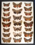 12 x 16 frame of Catocala (23) species, Ferguson's specialty, netted in the 1930's.