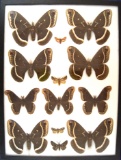 12 x 16 frame of  Callosamia calleta - 7 specimens from Southwestern U.S. 1940's and promethea.