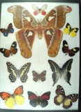 12 x 16 frame of Teinopalpus imperialus & Attacus atlas, Agrias sp.