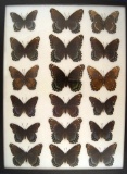 Intergrades! 12 x 16 frame of Red Admiral from the 1930's.  Size not found today.