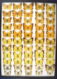 12 x 16 frame of Pieridae specimens from Ohio in the 1950's.