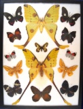 12 x 16 frame of Comet moth pair, plus a dozen tropical specimens.