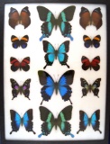 12 x 16 frame of Papilios: blumei, ulysses, montrouzieri, pericles, weiski, weiski-rare blue form.