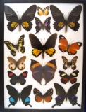Ornithoptera troides, kallima inachus, P. arcturas, Papilio Weiski, P. peranthus. U.S. SHIPPING ONLY