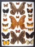 12 x 16 frame of Arsenura romulus, Titaea tamerlon, Arsenura orbignyana (South American moths).